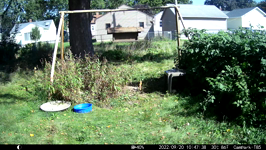 &nbsp;&nbsp;2022.09.20 10.47.28 chipmonk cleaning cob.MOV (214 MB)&nbsp;&nbsp;