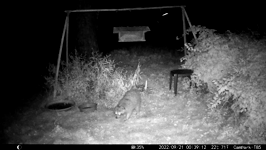 &nbsp;&nbsp;2022.09.21 00.39.02 tailless meets tailed, HQ.MOV (214 MB)&nbsp;&nbsp;