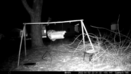 &nbsp;&nbsp;2022.01.02 22.31.22 coon up the tree.MOV (215 MB)&nbsp;&nbsp;