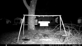 &nbsp;&nbsp;2022.01.10 18.15.24 coon up the tree.MOV (215 MB)&nbsp;&nbsp;