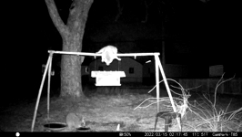 &nbsp;&nbsp;2022.03.15 02.17.36 coon water tipping.MOV (215 MB)&nbsp;&nbsp;