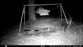 &nbsp;&nbsp;2022.03.16 22.31.54 coon scooping feed.MOV (214 MB)&nbsp;&nbsp;