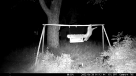 &nbsp;&nbsp;2022.06.28 01.12.34 acrobatic coon.MOV (215 MB)&nbsp;&nbsp;