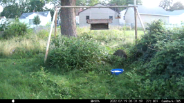 &nbsp;&nbsp;2022.07.19 05.31.50 morning coon.MOV (214 MB)&nbsp;&nbsp;