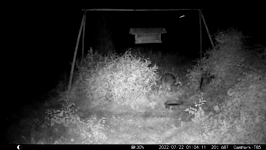 &nbsp;&nbsp;2022.07.22 01.04.02 tall coon washing.MOV (214 MB)&nbsp;&nbsp;