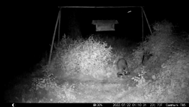 &nbsp;&nbsp;2022.07.22 01.10.20 tall coon washing.MOV (214 MB)&nbsp;&nbsp;