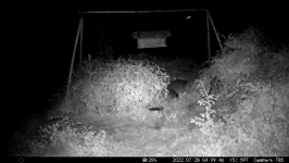 &nbsp;&nbsp;2022.07.28 04.09.36 coon up and feeder.MOV (214 MB)&nbsp;&nbsp;