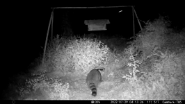 &nbsp;&nbsp;2022.07.29 04.13.16 coon eating pizza crust.MOV (214 MB)&nbsp;&nbsp;