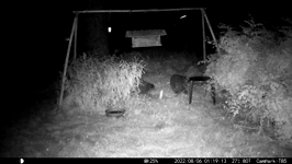 &nbsp;&nbsp;2022.08.06 01.19.04 coon sniffing for more donuts.MOV (214 MB)&nbsp;&nbsp;