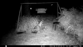 &nbsp;&nbsp;2022.08.10 00.05.00 coon jumps on feeder fro below.MOV (214 MB)&nbsp;&nbsp;