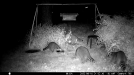 &nbsp;&nbsp;2022.08.16 04.00.20 coon quartet.MOV (214 MB)&nbsp;&nbsp;