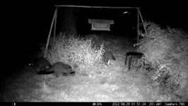 &nbsp;&nbsp;2022.08.29 01.51.14 three coons.MOV (214 MB)&nbsp;&nbsp;