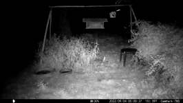 &nbsp;&nbsp;2022.09.04 05.00.28 coon peanuts.MOV (214 MB)&nbsp;&nbsp;