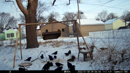 &nbsp;&nbsp;2022.01.05 09.06.46 multicrows.MOV (214 MB)&nbsp;&nbsp;