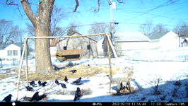 &nbsp;&nbsp;2022.02.14 13.16.34 multicrows.MOV (214 MB)&nbsp;&nbsp;