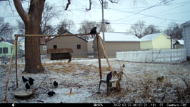 &nbsp;&nbsp;2022.02.23 08.07.14 multicrows.MOV (214 MB)&nbsp;&nbsp;