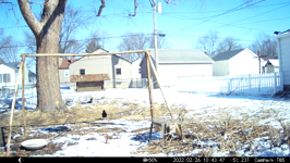 &nbsp;&nbsp;2022.02.26 10.43.38 dualing crows.MOV (214 MB)&nbsp;&nbsp;