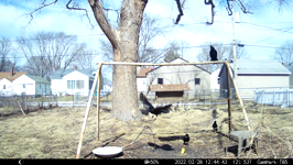 &nbsp;&nbsp;2022.02.28 12.44.34 crow with much caw.MOV (214 MB)&nbsp;&nbsp;