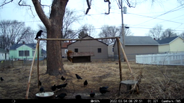 &nbsp;&nbsp;2022.03.04 08.29.42 crows finishing popcorn.MOV (214 MB)&nbsp;&nbsp;