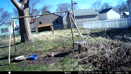 &nbsp;&nbsp;2022.04.14 09.03.54 duck nibbling off cob.MOV (214 MB)&nbsp;&nbsp;