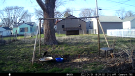 &nbsp;&nbsp;2022.04.21 18.28.52 duck and crow.MOV (214 MB)&nbsp;&nbsp;