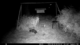 &nbsp;&nbsp;2022.08.04 00.45.42 thirsty possum.MOV (214 MB)&nbsp;&nbsp;