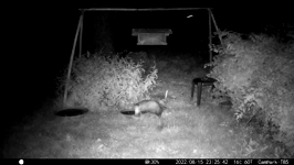 &nbsp;&nbsp;2022.08.15 23.25.32 possum gets a drink.MOV (214 MB)&nbsp;&nbsp;