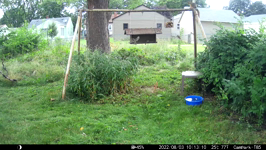 &nbsp;&nbsp;2022.08.03 10.13.00 sparrow swarm.MOV (214 MB)&nbsp;&nbsp;