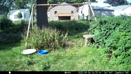 &nbsp;&nbsp;2022.09.06 16.23.36 thirsty sparrows.MOV (214 MB)&nbsp;&nbsp;