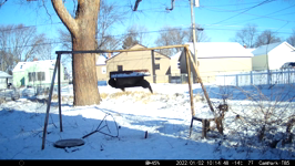 &nbsp;&nbsp;2022.01.02 10.14.38 squirrel chatter.MOV (214 MB)&nbsp;&nbsp;
