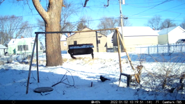&nbsp;&nbsp;2022.01.02 10.19.40 squeaky squirrels.MOV (214 MB)&nbsp;&nbsp;