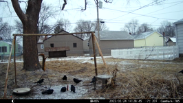 &nbsp;&nbsp;2022.02.24 14.28.36 snowing squirrel and crows.MOV (214 MB)&nbsp;&nbsp;