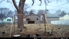 &nbsp;&nbsp;2022.03.03 08.19.08 squirrels and crows.MOV (214 MB)&nbsp;&nbsp;