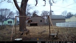 &nbsp;&nbsp;2022.03.03 08.35.18 squirrel discussion.MOV (214 MB)&nbsp;&nbsp;