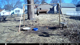 &nbsp;&nbsp;2022.03.16 10.06.00 squirrel bouncer.MOV (214 MB)&nbsp;&nbsp;