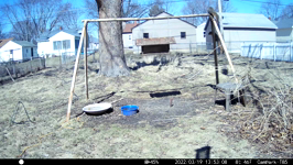 &nbsp;&nbsp;2022.03.19 13.52.58 squirrel chattery king of the hill.MOV (214 MB)&nbsp;&nbsp;