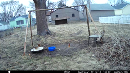 &nbsp;&nbsp;2022.03.21 19.10.08 thiirsty squirrel.MOV (214 MB)&nbsp;&nbsp;