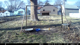 &nbsp;&nbsp;2022.03.28 17.53.50 squirrel tussle.MOV (214 MB)&nbsp;&nbsp;