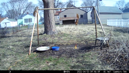 &nbsp;&nbsp;2022.04.03 09.46.50 squirrel denied.MOV (214 MB)&nbsp;&nbsp;