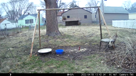 &nbsp;&nbsp;2022.04.05 13.42.24 squirrel ground atttach.MOV (214 MB)&nbsp;&nbsp;