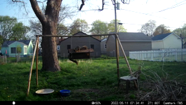 &nbsp;&nbsp;2022.05.11 07.34.32 very squeaky squirrels.MOV (214 MB)&nbsp;&nbsp;