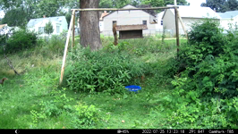 &nbsp;&nbsp;2022.07.25 13.23.08 squirrel off you go.MOV (214 MB)&nbsp;&nbsp;