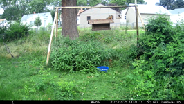 &nbsp;&nbsp;2022.07.25 14.21.02 squirrel and bluejay.MOV (214 MB)&nbsp;&nbsp;