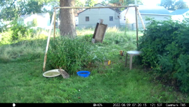 &nbsp;&nbsp;2022.08.09 07.20.06 squirrel inside feeder.MOV (214 MB)&nbsp;&nbsp;