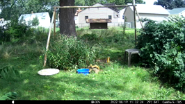 &nbsp;&nbsp;2022.08.19 11.32.14 thirsty squirrel with chipmonk.MOV (214 MB)&nbsp;&nbsp;