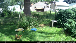 &nbsp;&nbsp;2022.08.22 11.45.48 squirrel tries a peanut.MOV (214 MB)&nbsp;&nbsp;