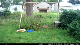 &nbsp;&nbsp;2022.09.03 09.35.28 posing squirrel.MOV (214 MB)&nbsp;&nbsp;