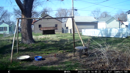 &nbsp;&nbsp;2022.04.26 16.48.12 woodpecker swoops by.MOV (214 MB)&nbsp;&nbsp;