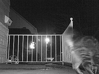 &nbsp;&nbsp;2008.10.20 16.42.56 cat2.MOV (19 MB)&nbsp;&nbsp;