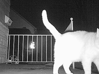 &nbsp;&nbsp;2008.10.20 19.52.54 cat3.MOV (17 MB)&nbsp;&nbsp;